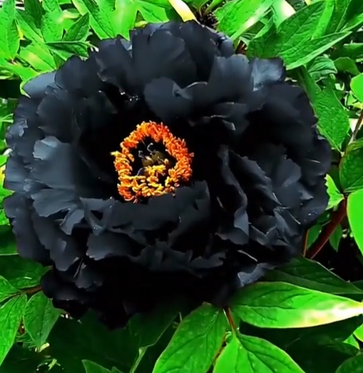 Deep Black Beauty Peony Flower