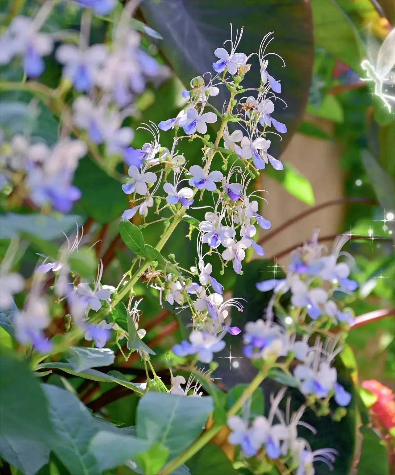 🌌 Blue Butterfly Flower Seeds – Bring the sky into your garden!