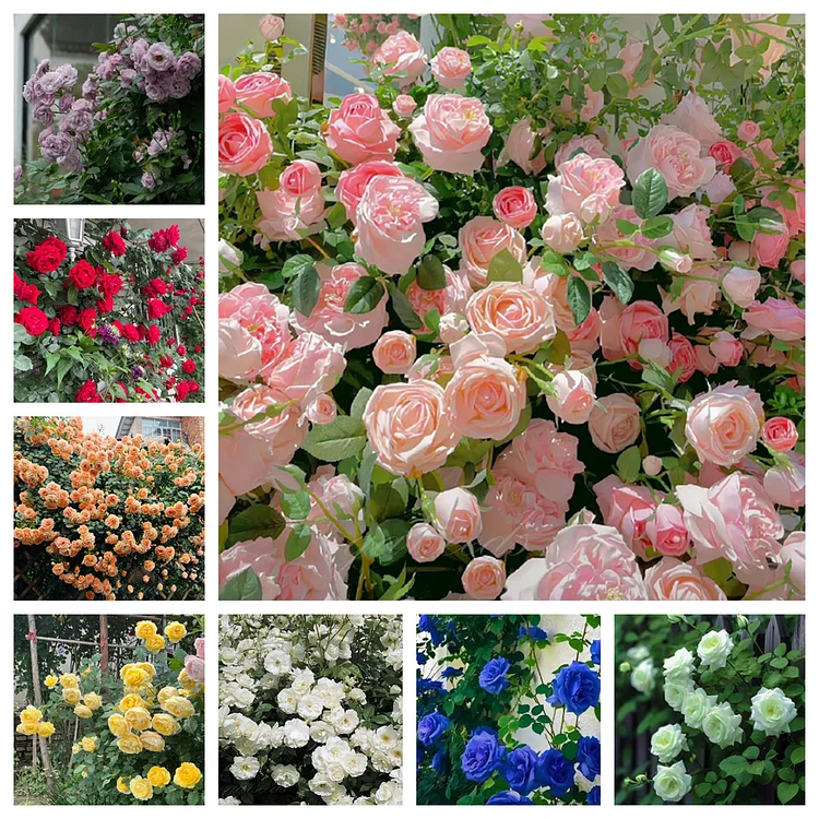 [Repeat Blooming]🌹Climbing Rose Seeds - Luck Rises