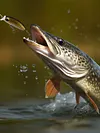 5pcs Mixed Colors Minnow Fishing Lures Artificial Hard Bait Wobbler Fishing Bait