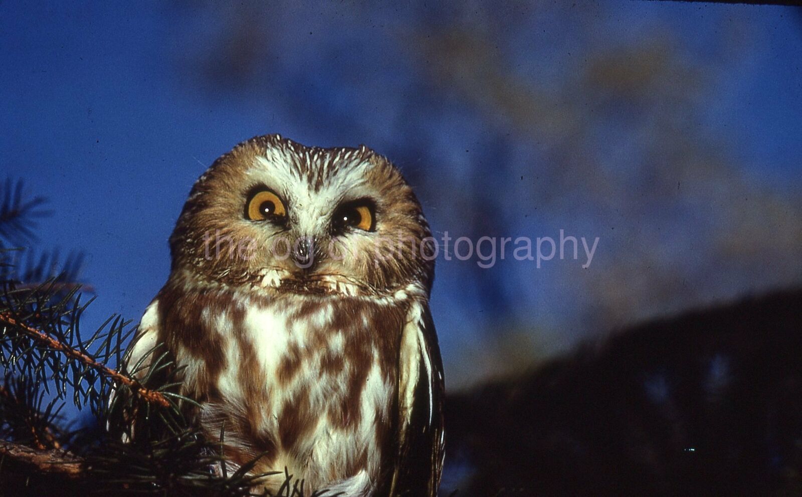 SAW WHET 0WL 35mm FOUND BIRD SLIDE Vintage COLOR Photo Poster painting 15 T 10 S