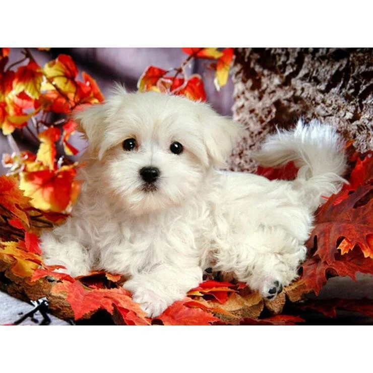 Full Round Diamond Painting Cute Dog (40*30cm)