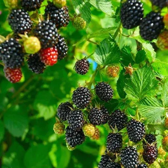 Sweet Giant Blackberry Seeds