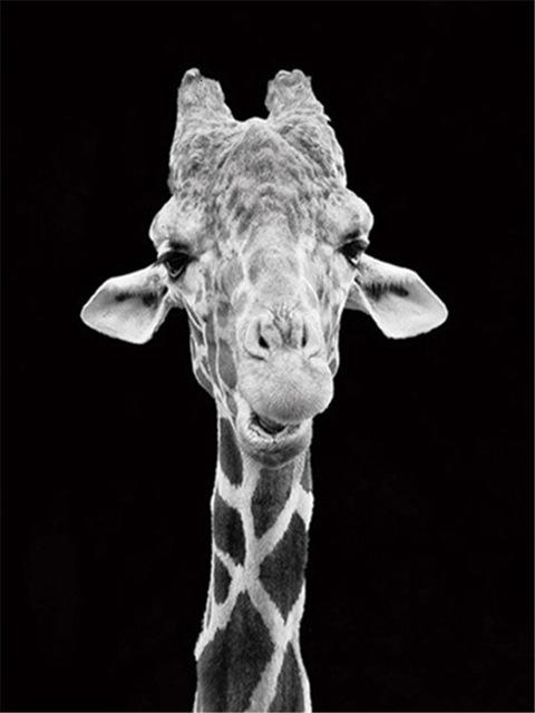 

Giraffe Black And White – Paint By Numbers - 40*50CM, 501 Original