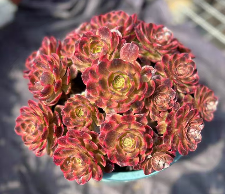 323.  Halloween variation cluster 20-25cm 8 heads / Aeonium cluster / Succulent plants / Garden landscape / Carefully select healthy plants