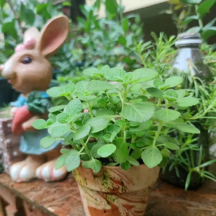 Patchouli seeds, Magical plant that smells good when touched