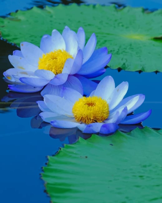 

Blue Sacred Lotus – Paint By Numbers - 40*50CM, 501 Original