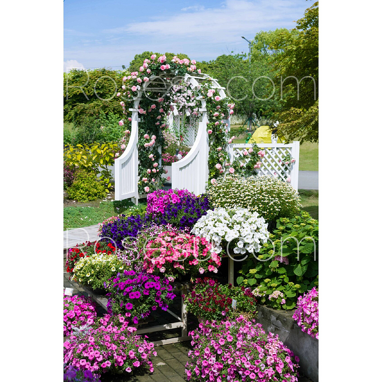 Sowing Petunia Seeds Indoors Uk Discount Codes factoryeye