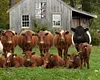 Cow"Like Someone Left The Gate Open"  - Vintage Metal Signs(8*12Inch/12*16Inch) - Farm