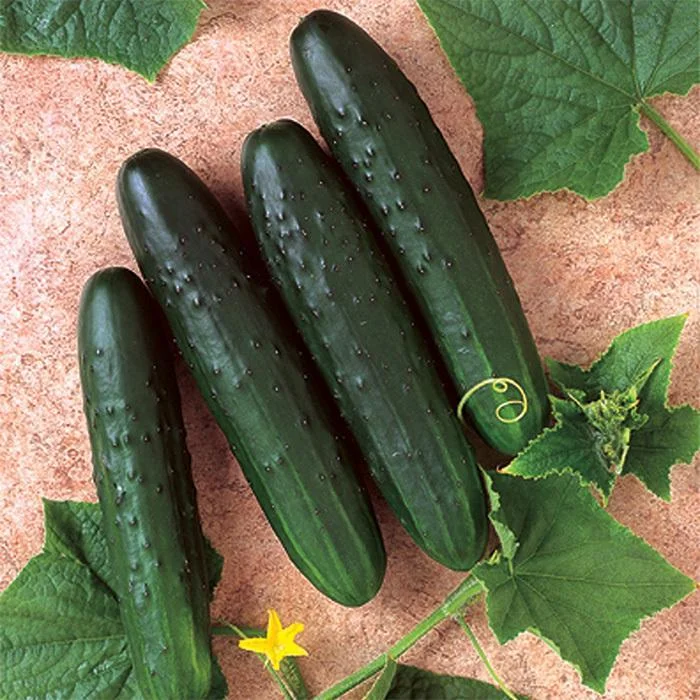 Last Day Promotion 60% OFF🥒Cucumber Paraiso F1 Organic(98% Germination)⚡Buy 2 Get Free Shipping