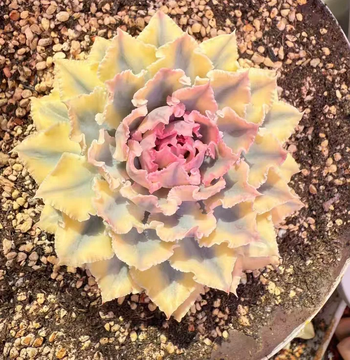 plant Aeonium Echeveria Haworthia  Caudex  Lithops Cactus  Agave 