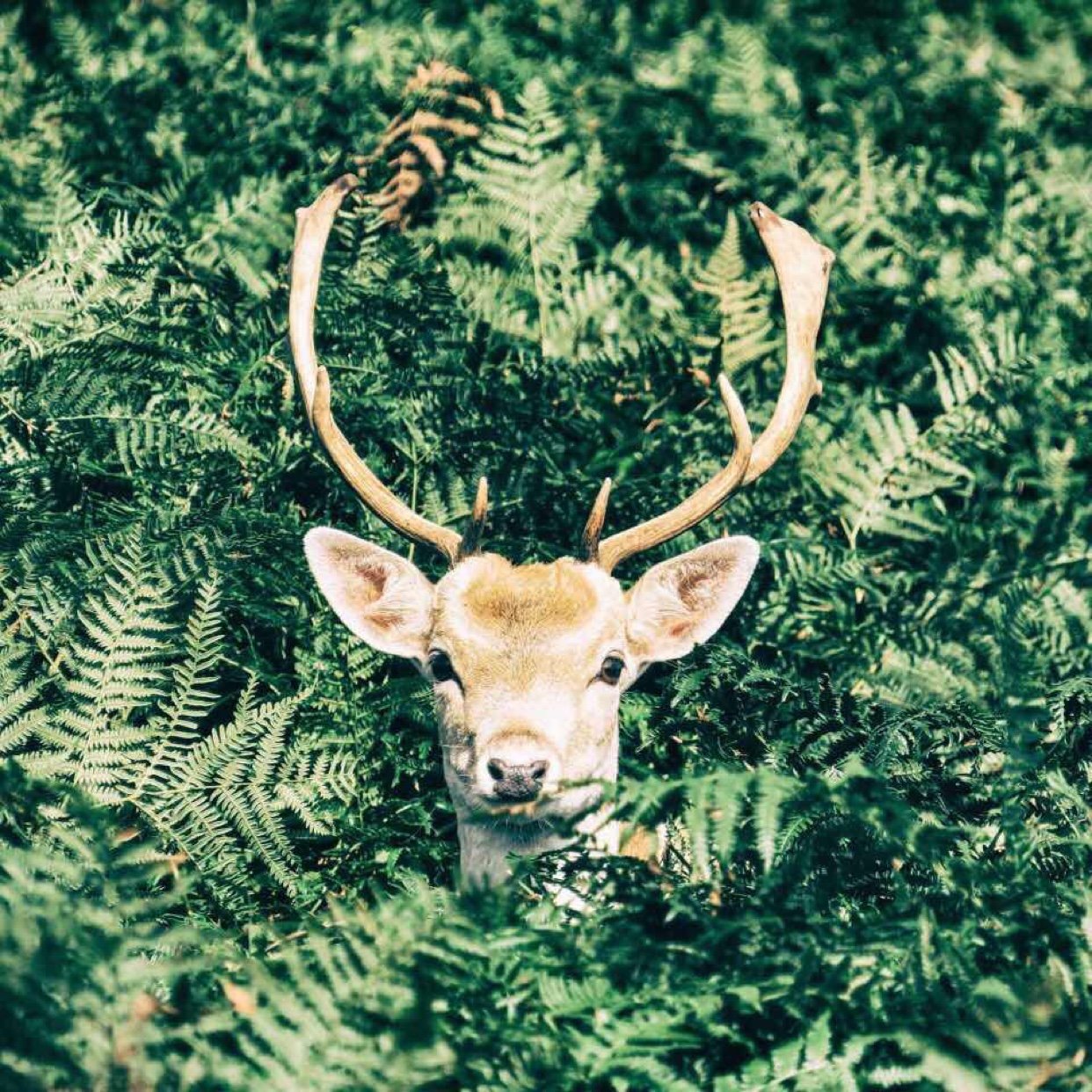 

Deer From Jungle – Paint By Numbers - 40*50CM, 501 Original