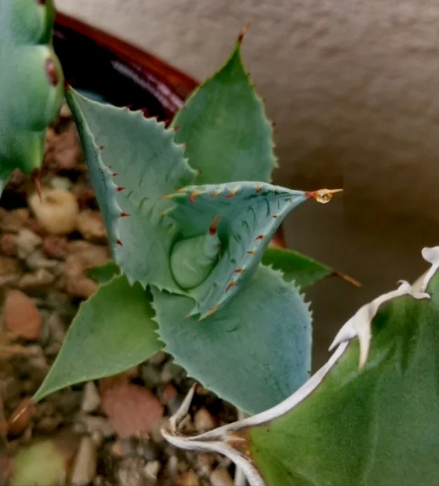 plant Aeonium Echeveria Haworthia  Caudex  Lithops Cactus  Agave 