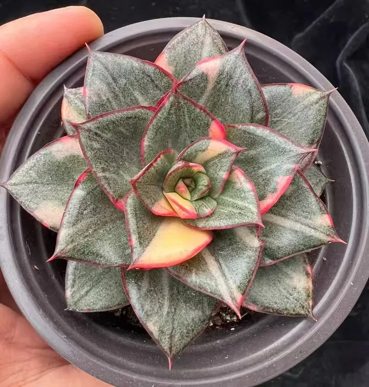 plant Aeonium Echeveria Haworthia  Caudex  Lithops Cactus  Agave 