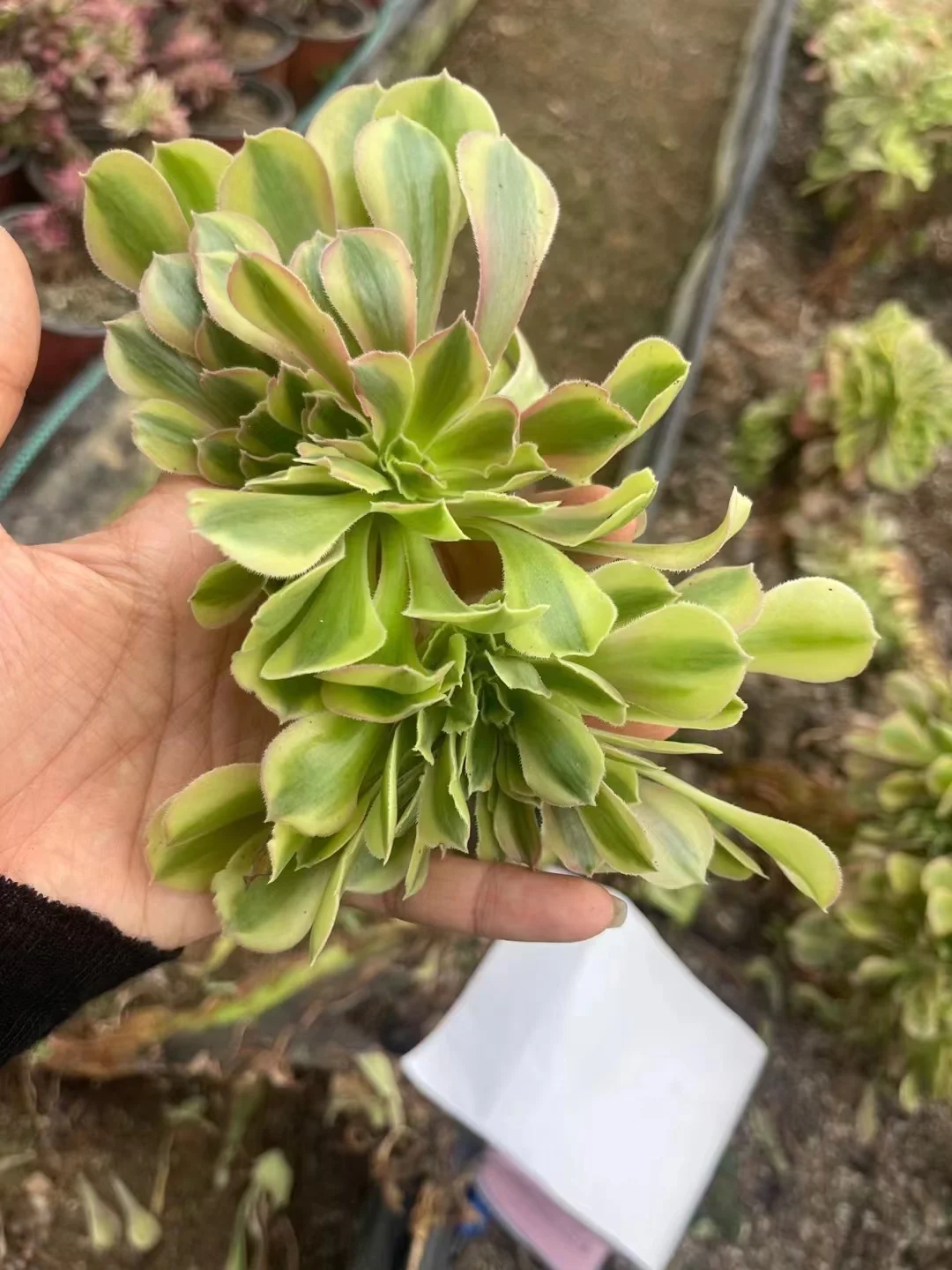 plant Aeonium Echeveria Haworthia  Caudex  Lithops Cactus  Agave 