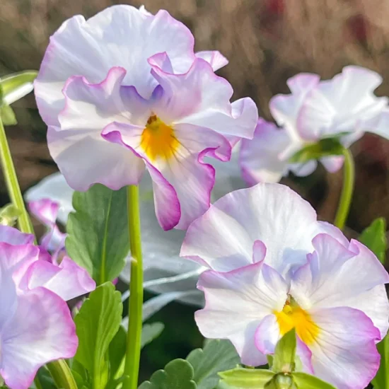 Lively Seed Pansy - Thumbnail 3