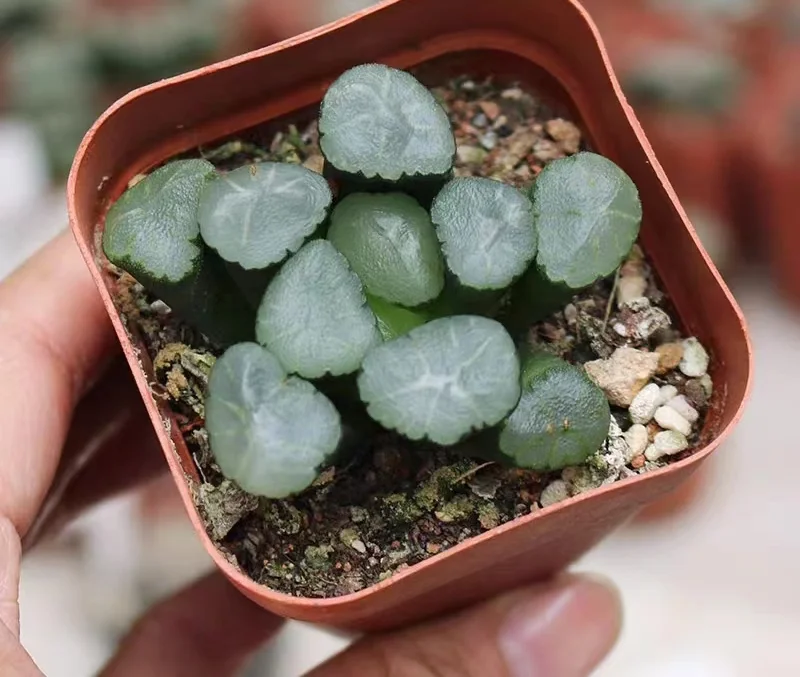 hts10.HAWORTHIA MAUGHANII 'SHINKIROU 4-5cm/ Haworthia/ Succulent plants / Garden landscape / Carefully select healthy plants
