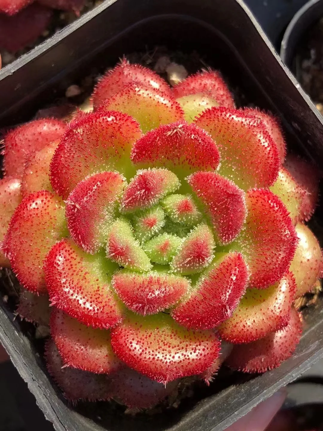 plant Aeonium Echeveria Haworthia  Caudex  Lithops Cactus  Agave 