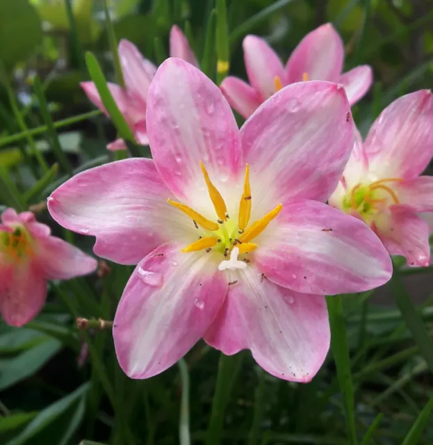 Rain Lily - 50 Seeds Jonyparkseed®