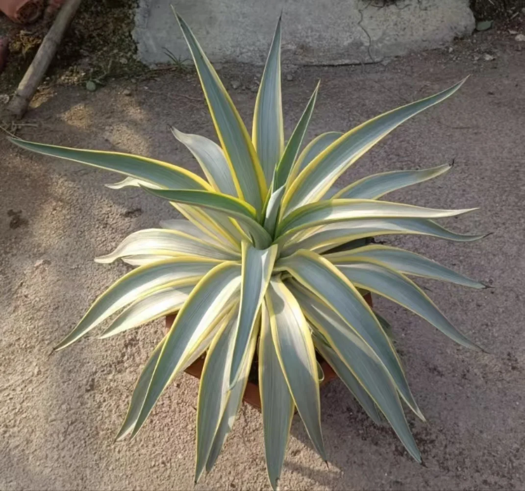 plant Aeonium Echeveria Haworthia  Caudex  Lithops Cactus  Agave 