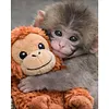 Punch Monkey-11CT Stamped Cross Stitch 40*50cm tapestrymarket