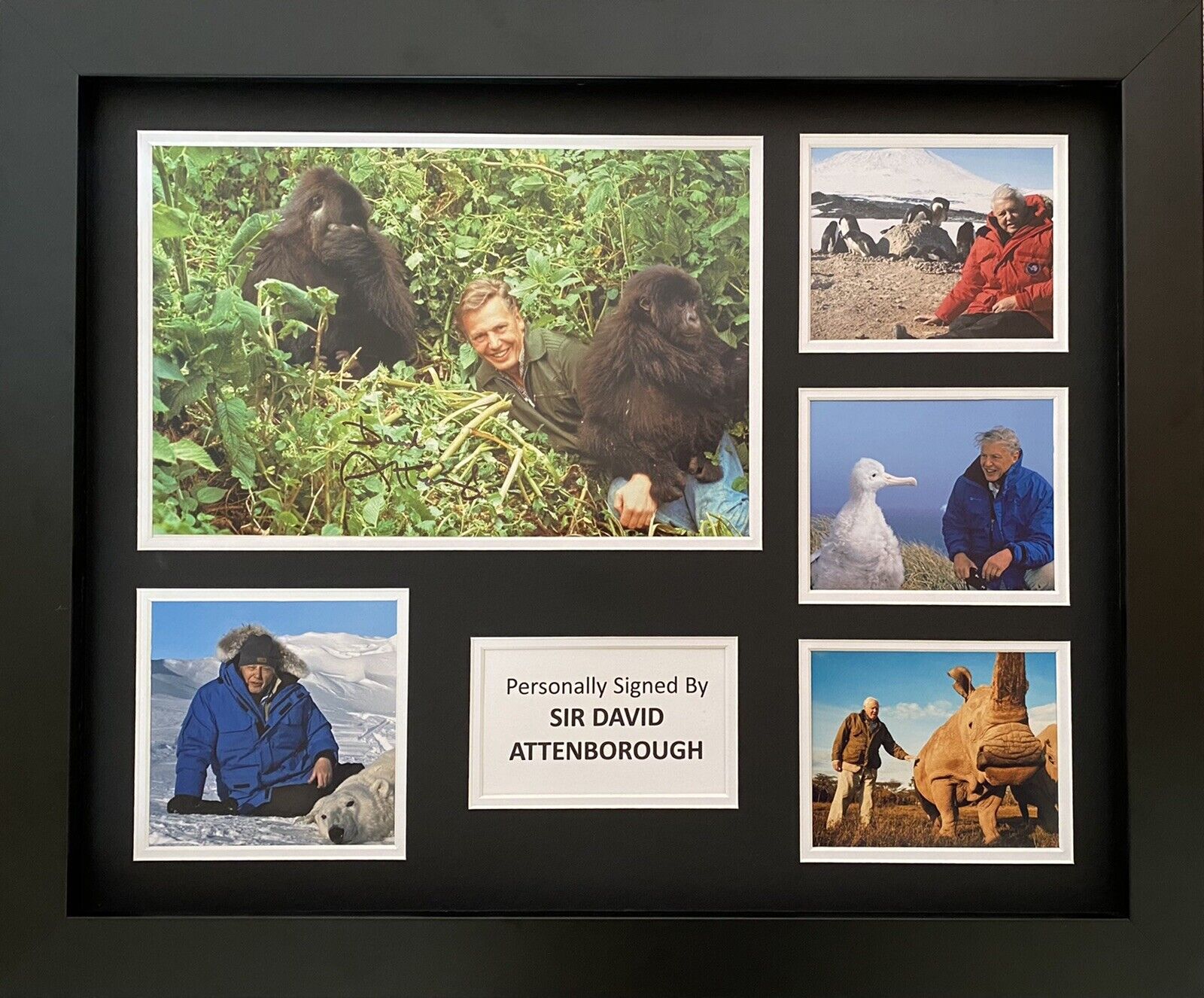 Sir David Attenborough Hand Signed Photo Poster painting In 20x16 Frame Display 3