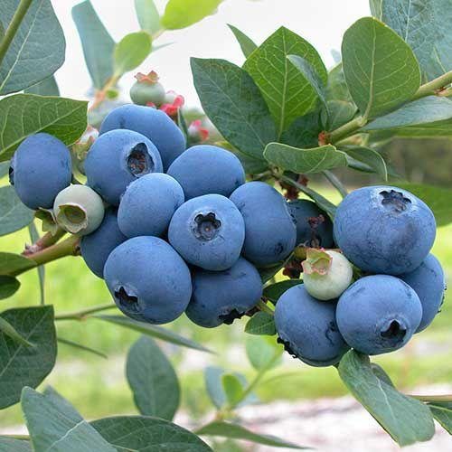 20Pcs Seeds Sweet High BUSH Northern BLUEBERRY Heirloom NON-GMO USA SELLER!