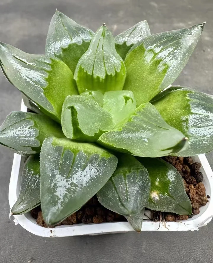 plant Aeonium Echeveria Haworthia  Caudex  Lithops Cactus  Agave 