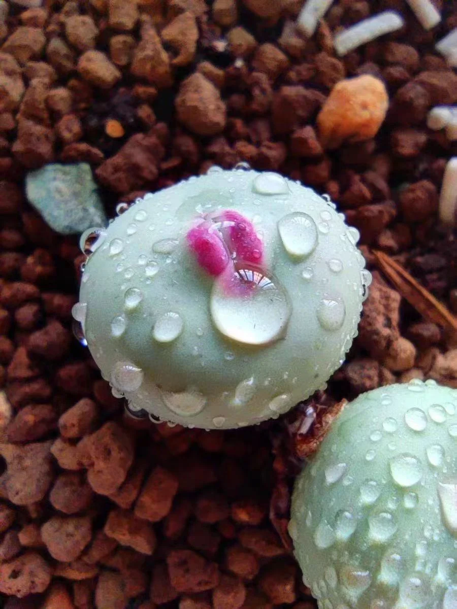 plant Aeonium Echeveria Haworthia  Caudex  Lithops Cactus  Agave 