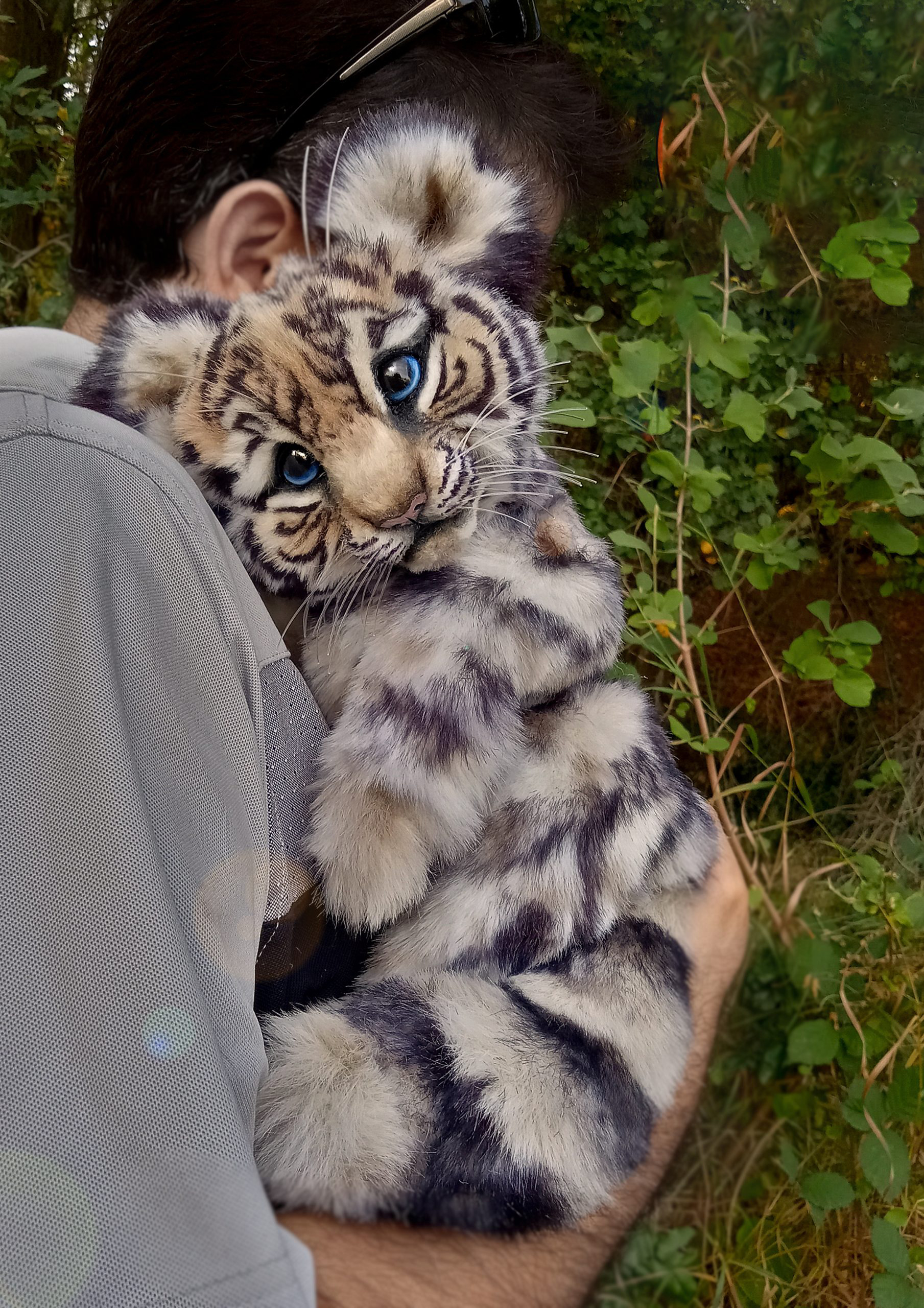 Baby Tiger