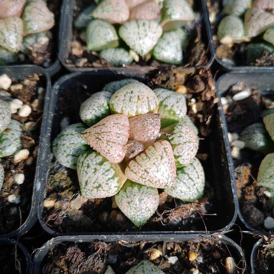 bjbm51.Haworthia Emelyae Variant 4-5cm/ Haworthia/ Succulent plants / Garden landscape / Carefully select healthy plants