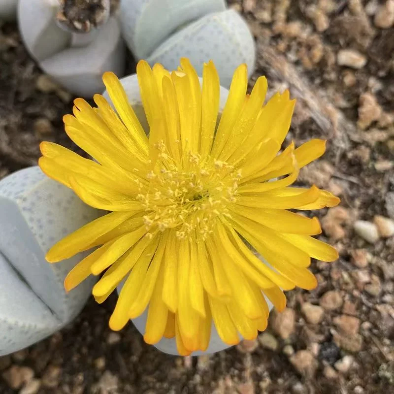 plant Aeonium Echeveria Haworthia  Caudex  Lithops Cactus  Agave 