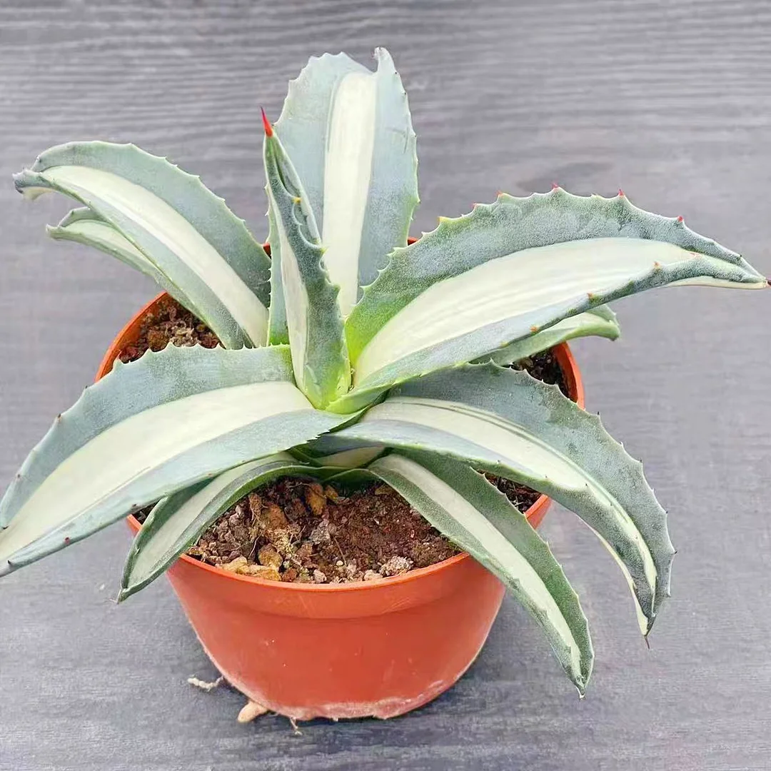 ky16.Agave americana Mediopicta 13-15cm/Agave plants / Succulent plants / Garden landscape / Carefully select healthy plants