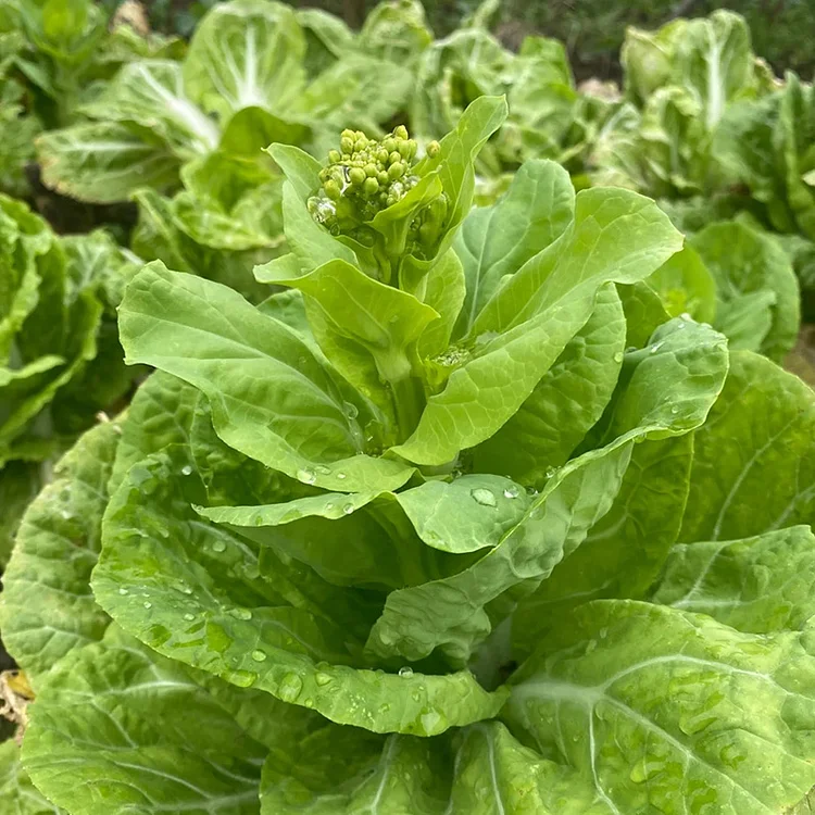 Bok Choy Greens🥬Seeds