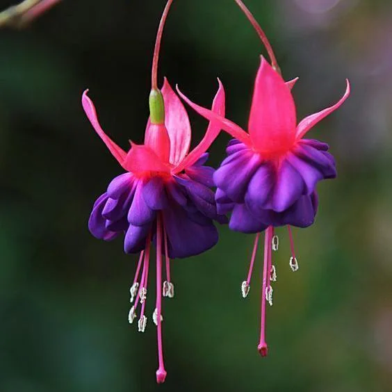 Fuchsia Flowers Seeds Lantern Flower, Bonsai Flower Seeds