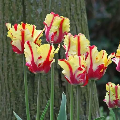 NEW!!!100pcs/ Bag-Tulip Seeds Garden Flower Plant Flowers Jonyparkseed®