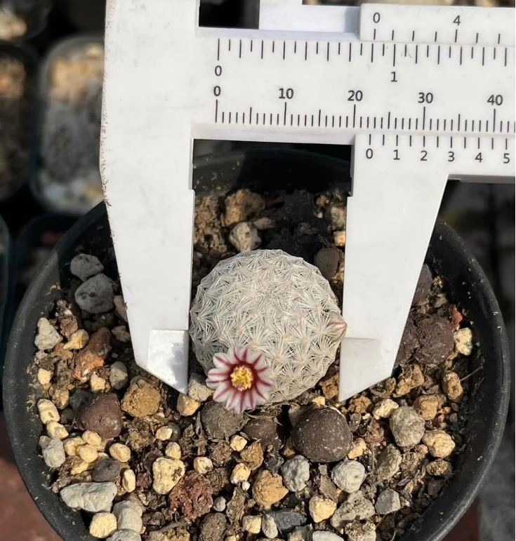 plant Aeonium Echeveria Haworthia  Caudex  Lithops Cactus  Agave 
