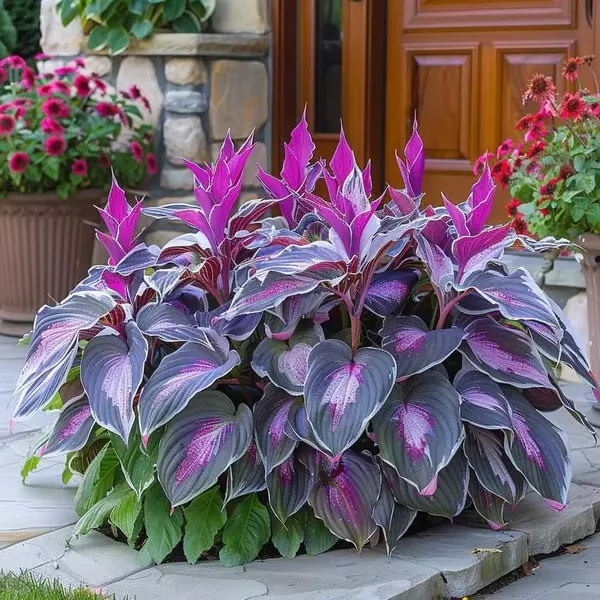 🔥🔥Last day clearance🔥Premium Rare Hosta Seeds🌿Shade-Tolerant Plant