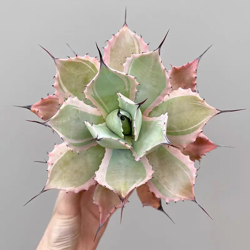zwyw30.Agave potatorum Eye Scream 9cm/Agave plants / Succulent plants / Garden landscape / Carefully select healthy plants