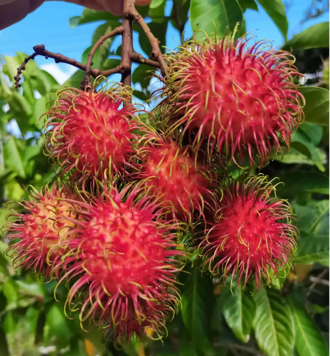 Garden Red Rambutan Fruit Seeds