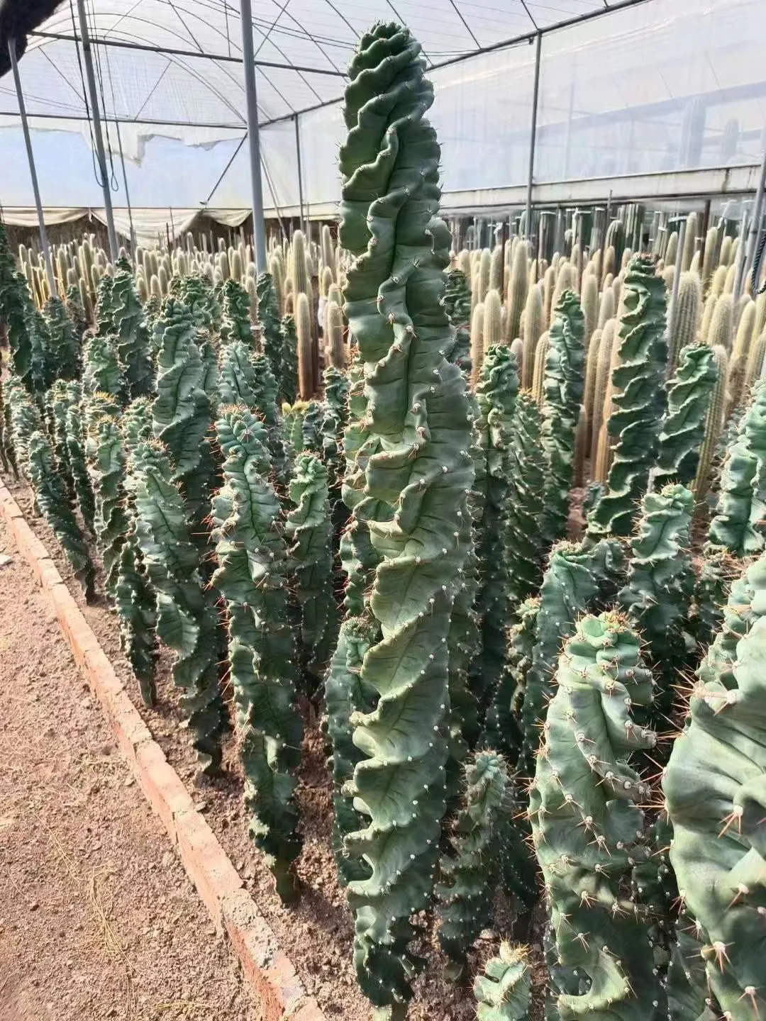 plant Aeonium Echeveria Haworthia  Caudex  Lithops Cactus  Agave 