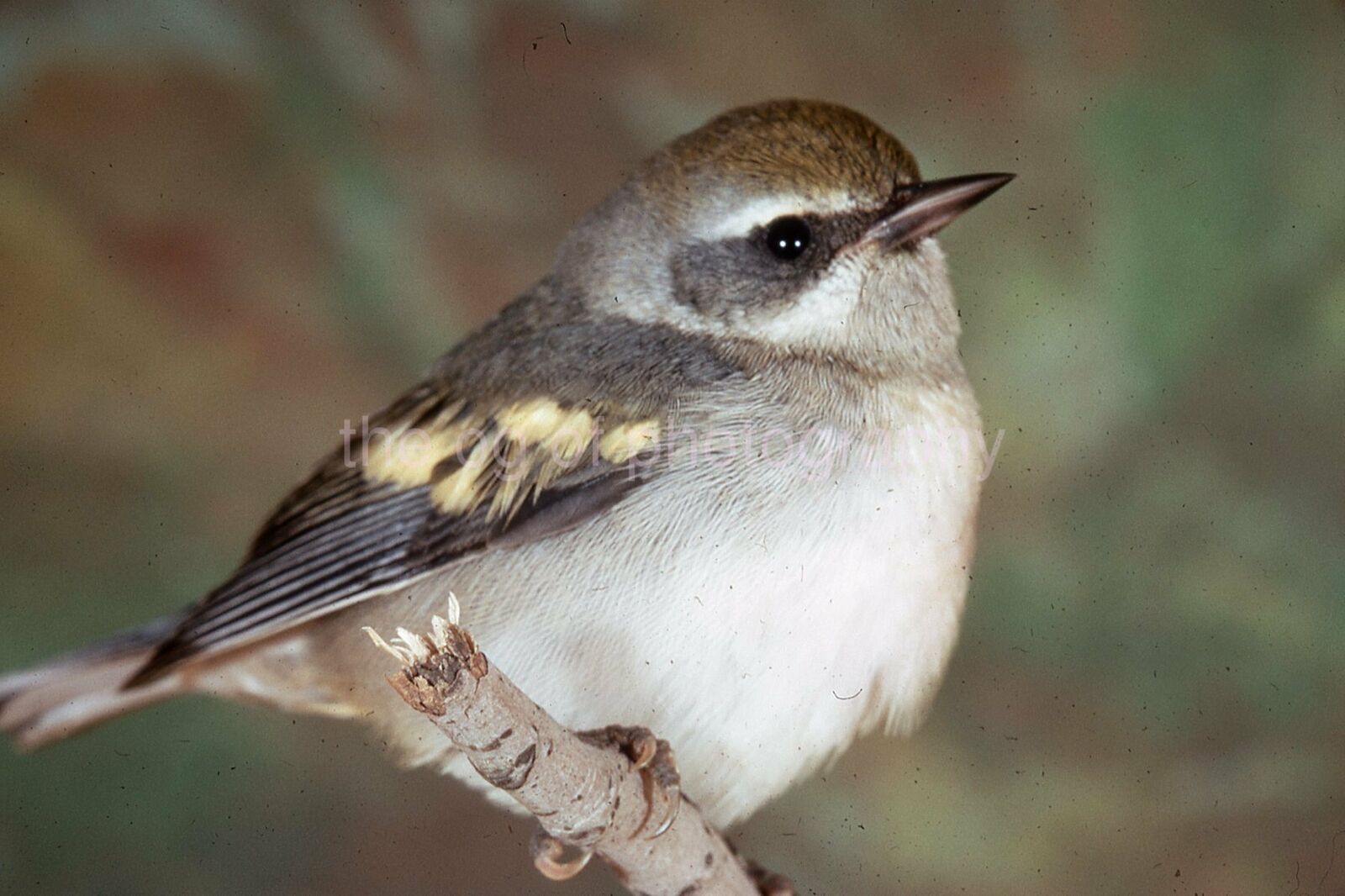 GOLDEN WINGED WARBLER 35mm FOUND BIRD SLIDE Vintage COLOR Photo Poster painting 15 T 10 A