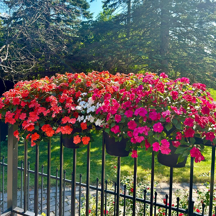 Best Flower For Shade: Mixed Impatiens Balsamina Seeds