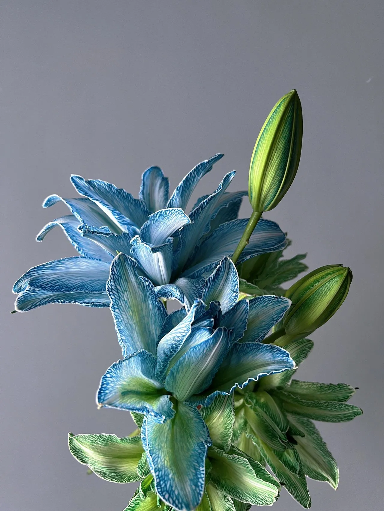 Double-Blossom Lily
