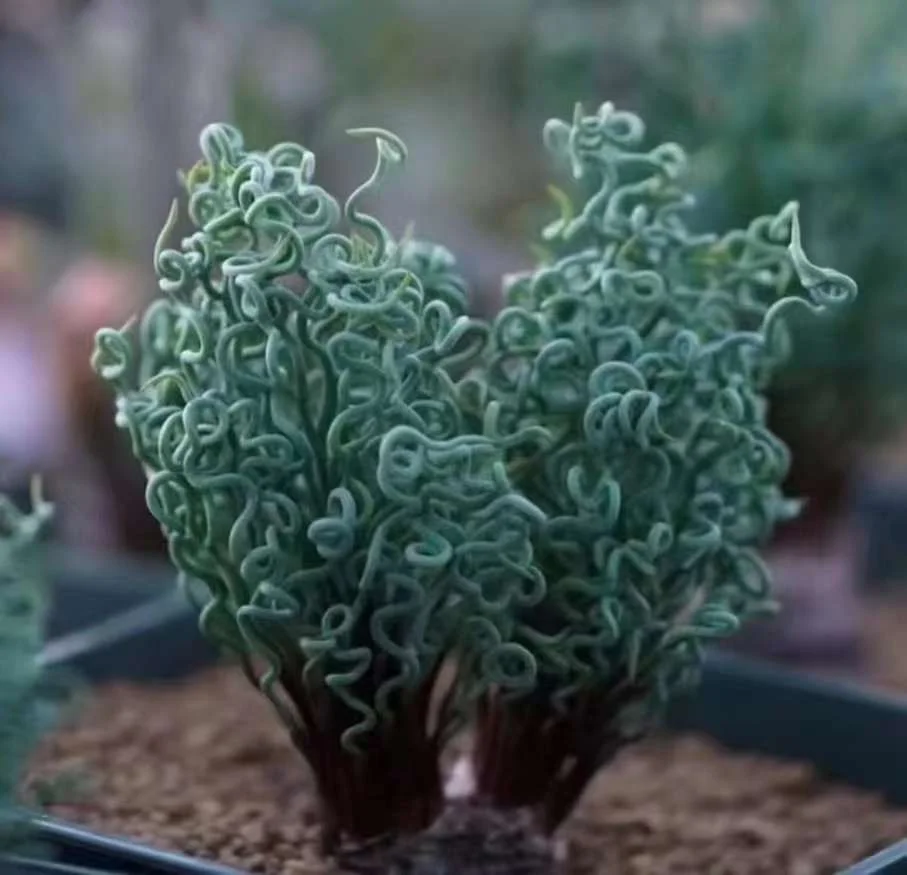 plant Aeonium Echeveria Haworthia  Caudex  Lithops Cactus  Agave 