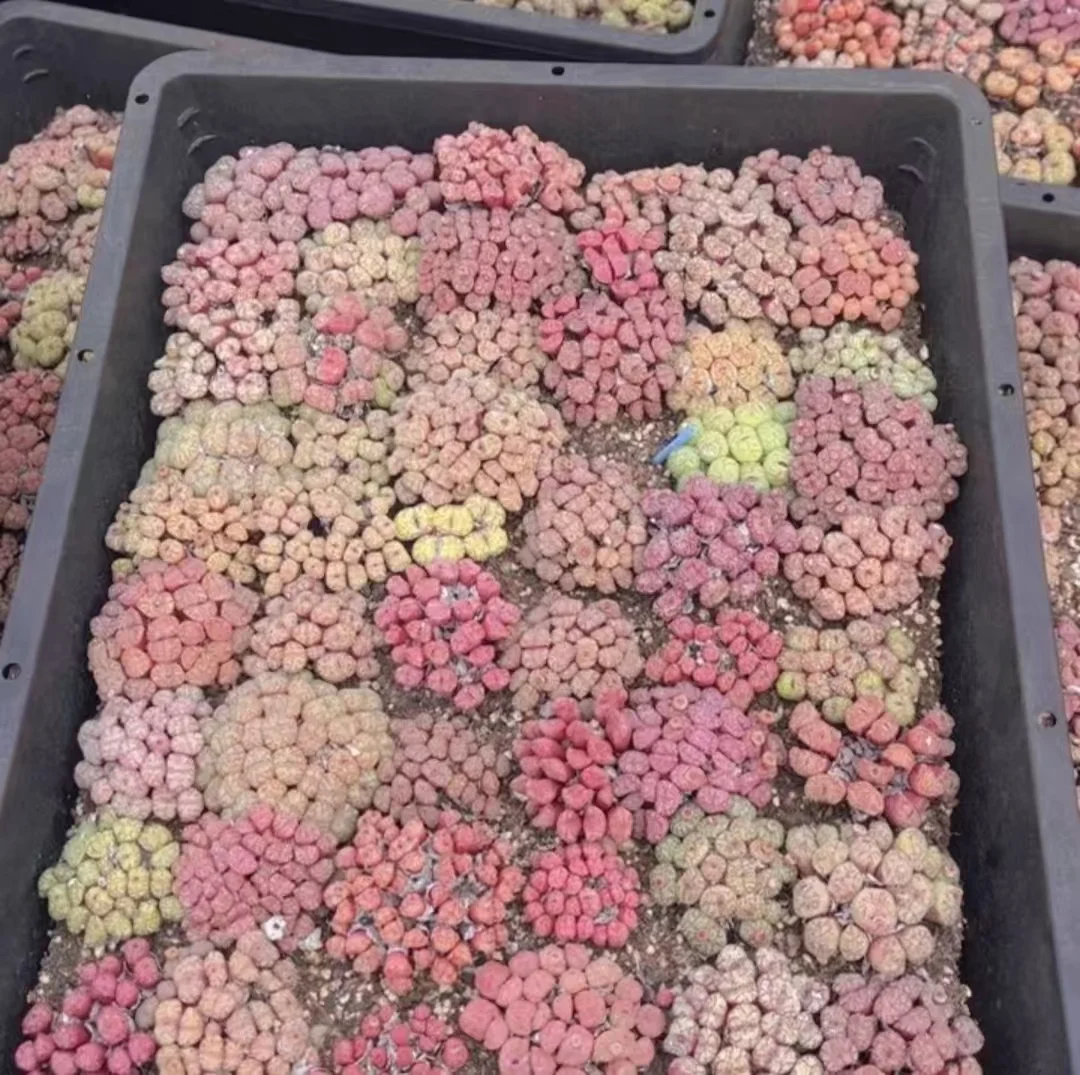 1139.Conophytum One plate / Lithops and Conophytum  /  Succulent plants / Garden landscape / Carefully select healthy plants