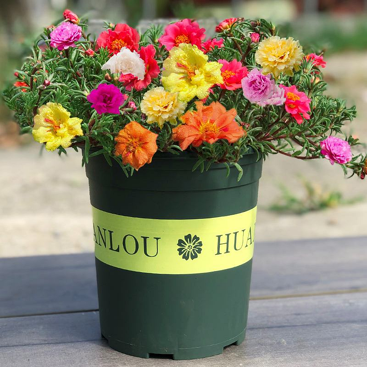 Double Flowered Moss Rose Seeds - Annual