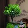 Original Moss Micro Landscape Ecological Bottle Indoor Desktop Plant Green Plant Potted Ecological Tank Fish And Crab