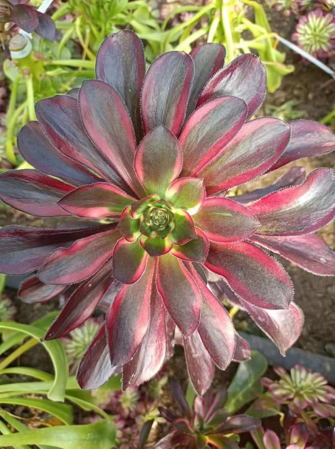 plant Aeonium Echeveria Haworthia  Caudex  Lithops Cactus  Agave 