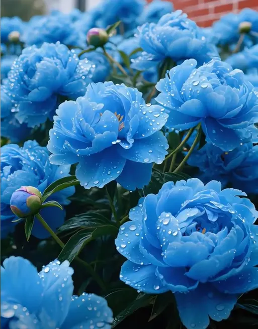 Green Peony Seeds – Symbol of luck and wealth